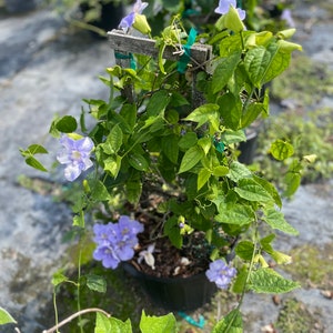 Thunbergia Blue Sky