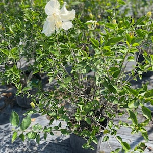 Double white Hibiscus Plant