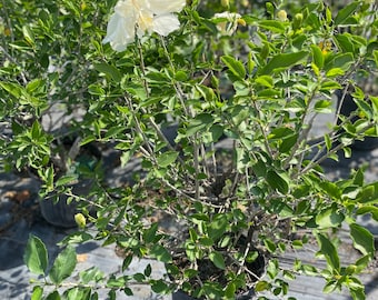 Double white Hibiscus Plant