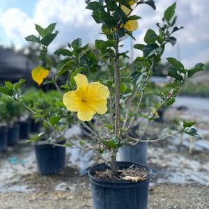 Yellow Hibiscus Plant