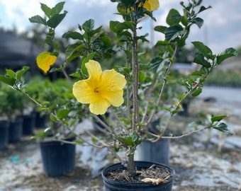 May include: A yellow hibiscus flower plant in a black plastic pot. The plant is in a nursery setting with other plants in the background.