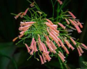 5 Pink Firecracker Plants (Free Shipping)