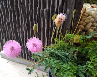 10 Pink Powder Puff Plants - Dwarf Mimosas