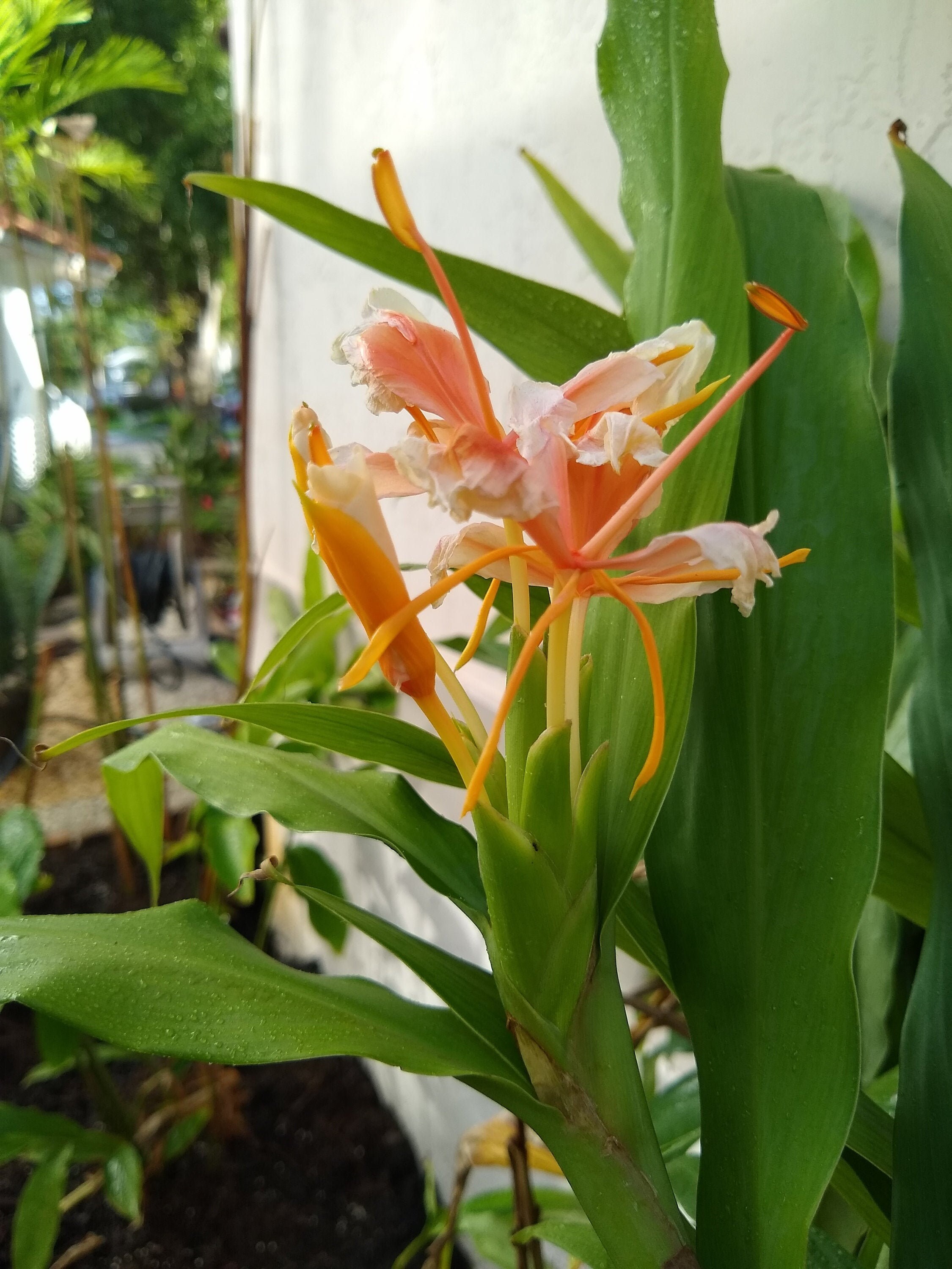 Butterfly Ginger Lily Etsy