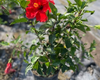 May include: A potted red hibiscus plant with green leaves. The plant is in a black plastic pot.