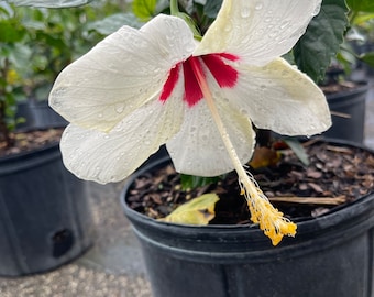 Luna White hibiscus plant