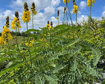 LARGE - Popcorn Cassia Tree Florida Buyers Only