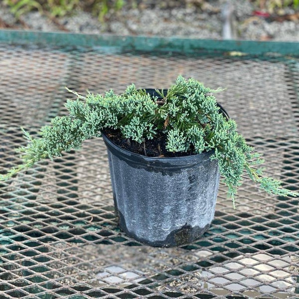 Blue Rug Juniper