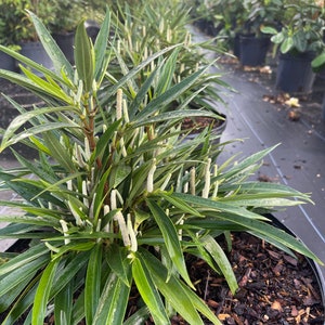 Piper Plant