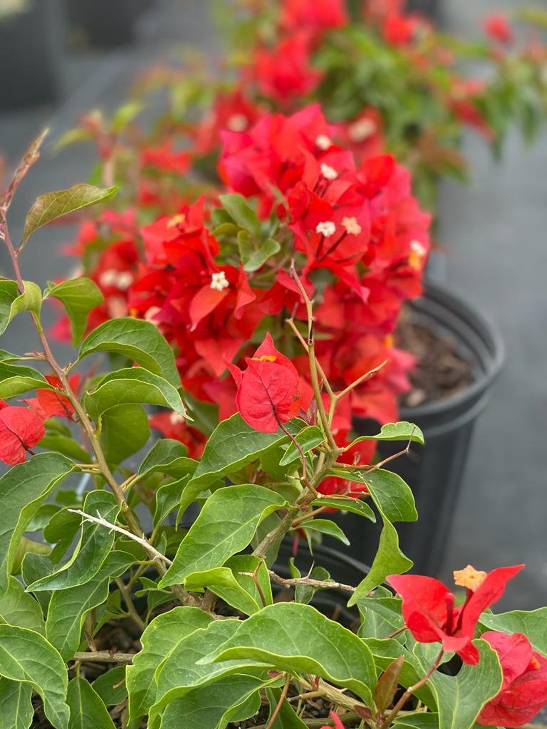 Bougainvillea Flame Etsy