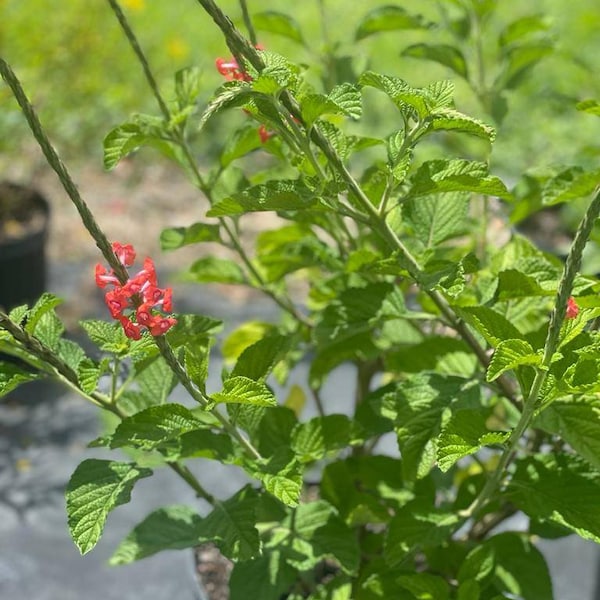 Red Porterweed