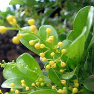 Aglaia Chinese Perfume