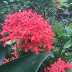 Red Dwarf Ixora Plant zdjęcie 1