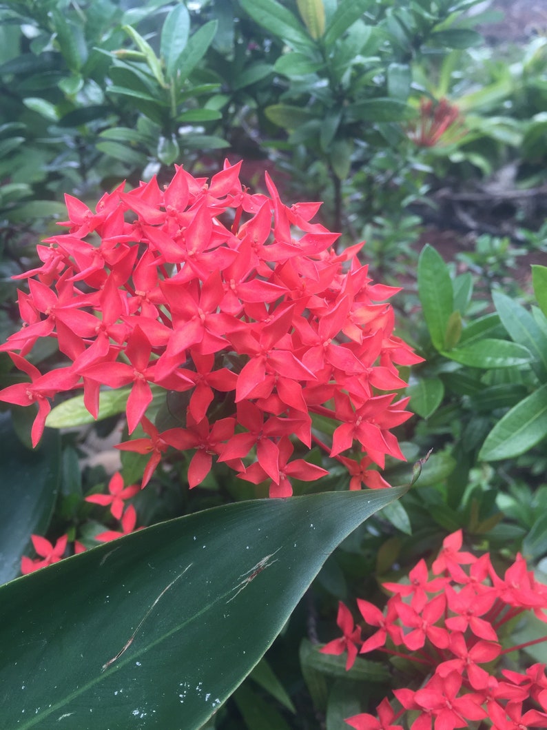 Red Dwarf Ixora Plant zdjęcie 1