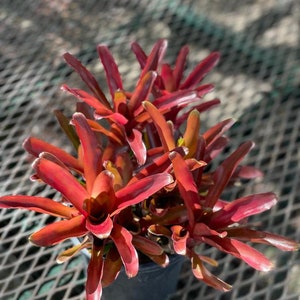 Fireball Bromeliad