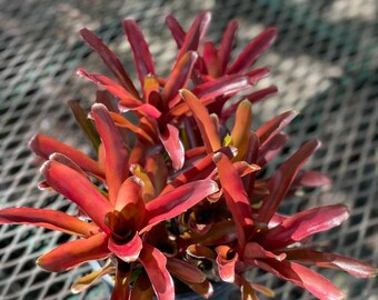 Fireball Bromeliad