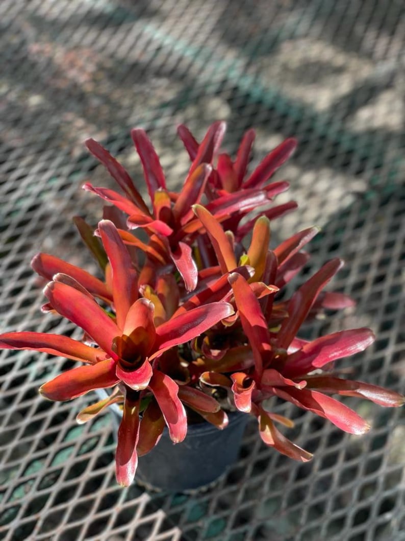 May include: A potted bromeliad plant with striking red foliage. The leaves are long and pointed, displaying a gradient of colours from deep red to orange and yellow at the tips. The plant sits in a black pot, with a metal grid background.