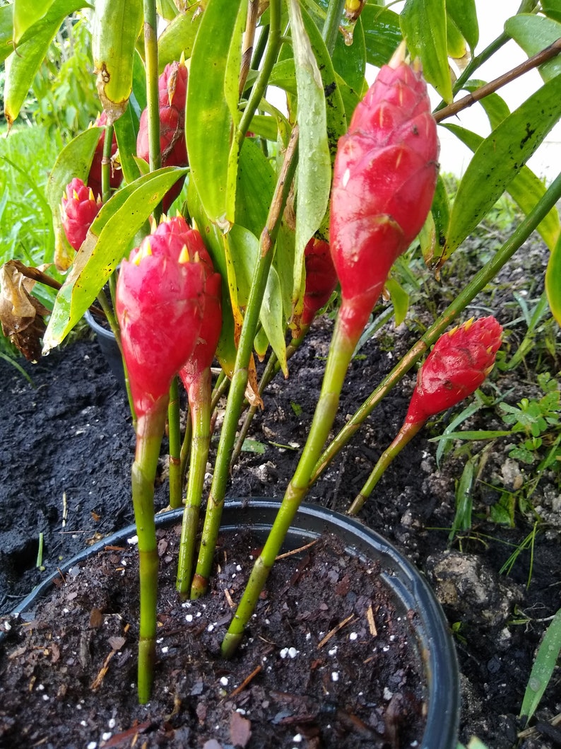 Hawaiian Red Lollipop Costus Ginger Lily Plant Etsy