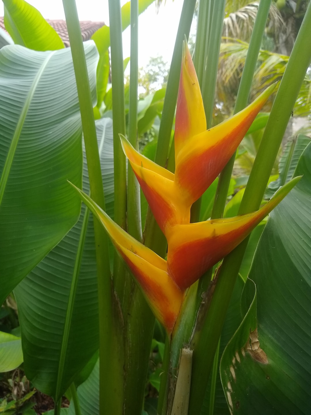 Heliconia Bihai Tropical Flower Plant - Yellow and Orange RHIZOME