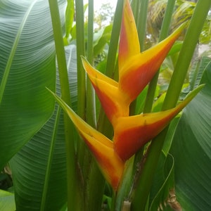 Heliconia Bihai Tropical Flower Plant - Yellow and Orange RHIZOME