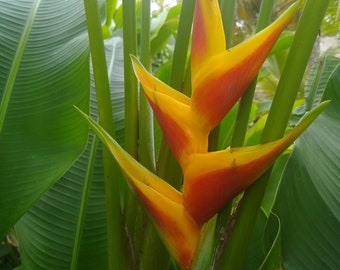 Heliconia Bihai Tropical Flower Plant - Yellow and Orange RHIZOME