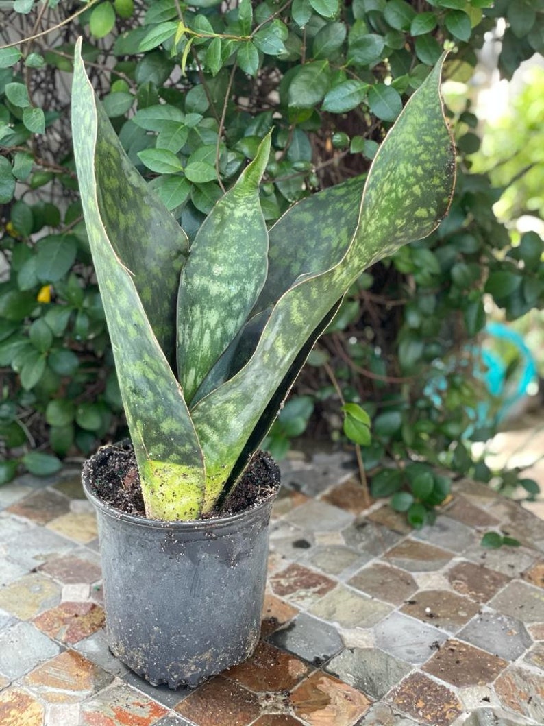 Sansevieria Shark Fin Snake plants Whale Fin Plant Etsy