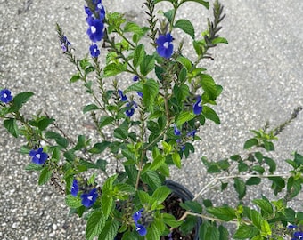 May include: A potted plant with blue flowers and green leaves. The plant is in a black plastic pot.