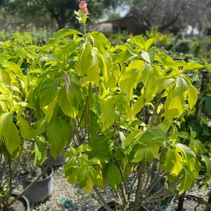 Brazilian Red Cloak Plant Megaskepasma erythrochlamys image 2