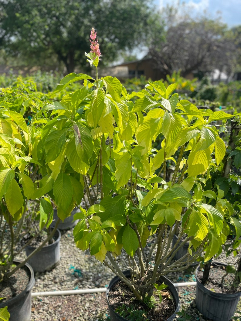 Brazilian Red Cloak Plant Megaskepasma erythrochlamys image 2