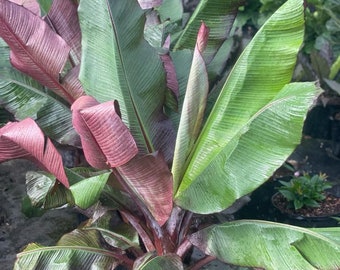 Rojo Banana Tree  2 to 3 feet SHIPPING Included