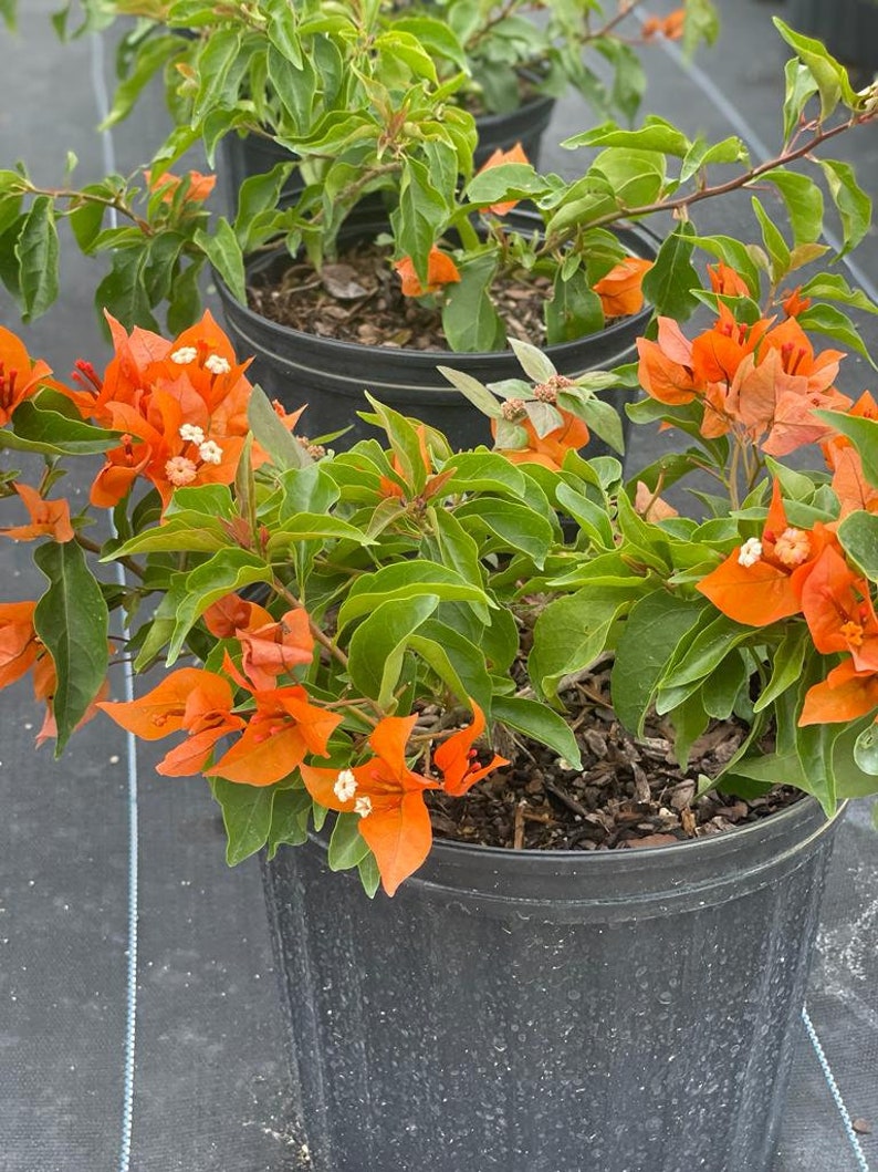 CaribbeanFarms Bougainvillea