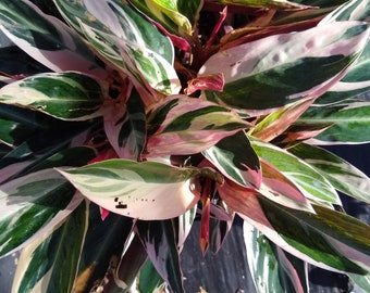 Stromanthe House Plant