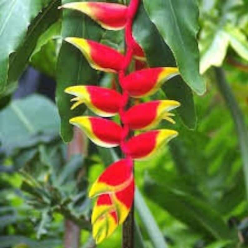 Red Lobster Claw Heliconia Rostrata Flower Rhizome Etsy Nederland