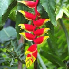 Red Lobster Claw Heliconia Rostrata Flower - Rhizome - Etsy