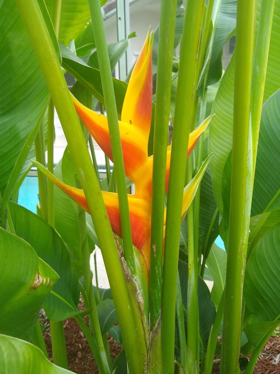 Heliconia Bihai Tropical Flower Plant - Yellow and Orange RHIZOME
