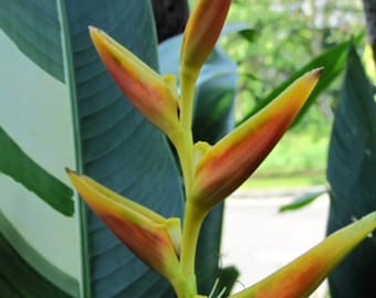 Heliconia Variegated Nickerensis Potted Plant