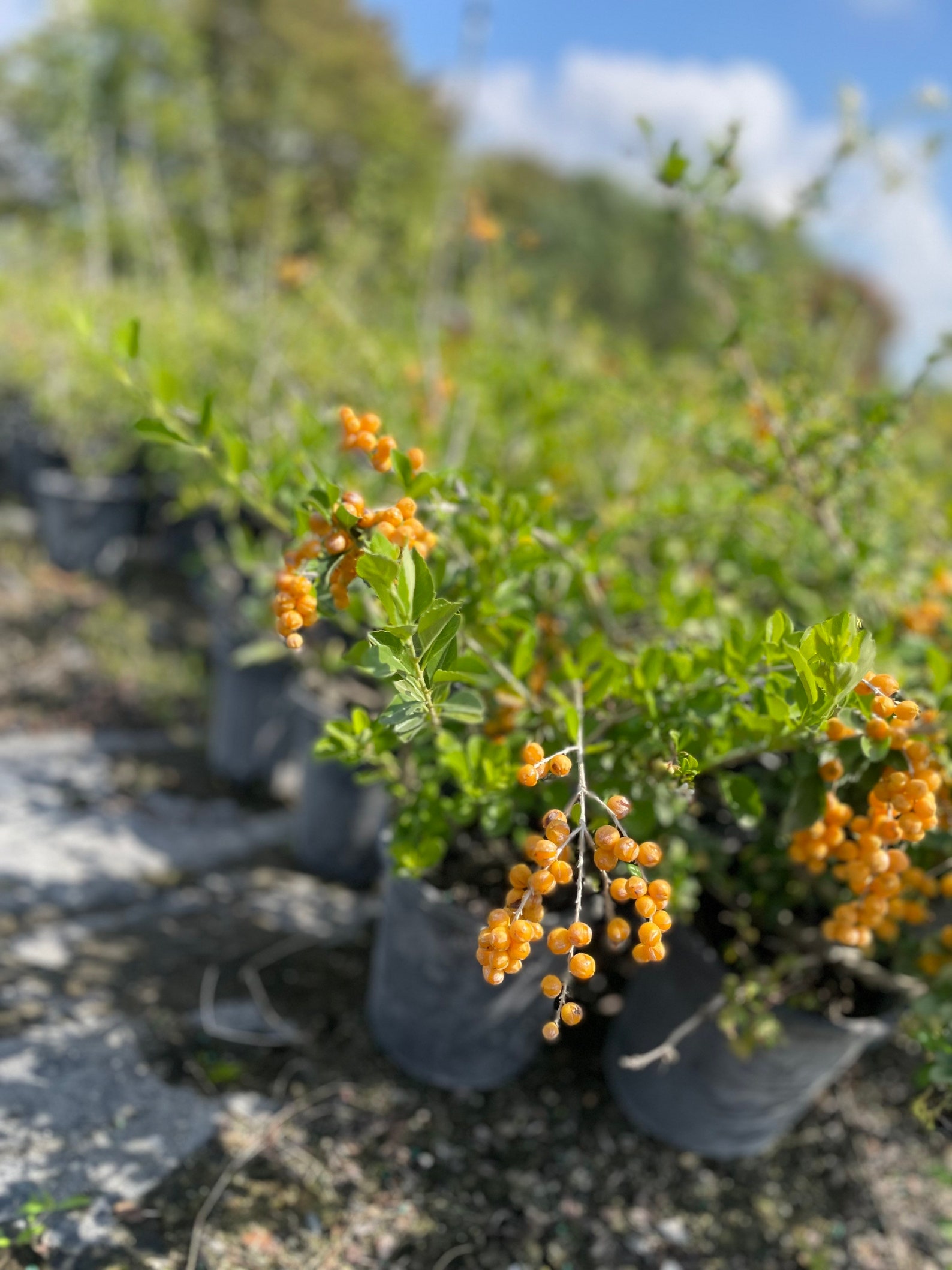 Duranta Erecta (golden Dewdrop) - Etsy