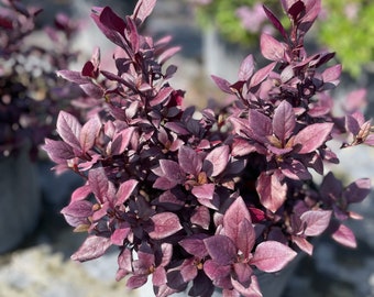 Little Ruby Alternanthera Plant