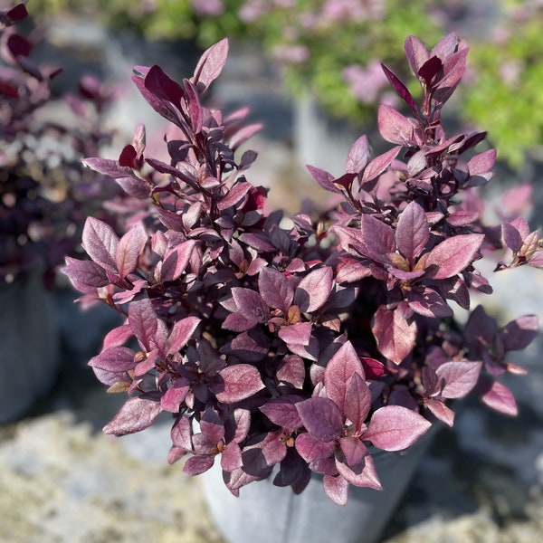 Little Ruby Alternanthera Plant