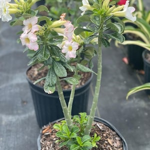 Desert Rose