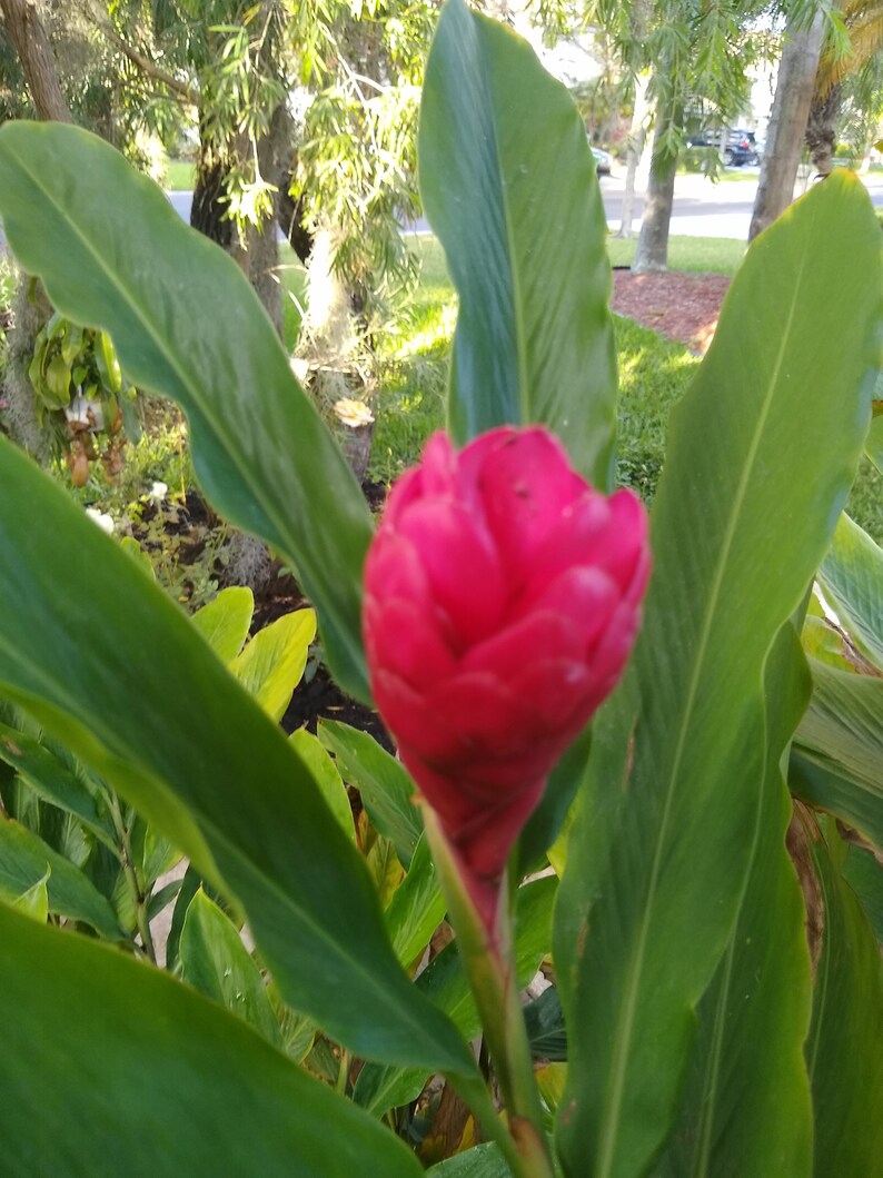 Red Ginger Lily Rhizome Etsy