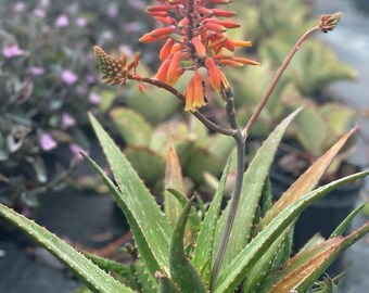 Aloe Rooikappie