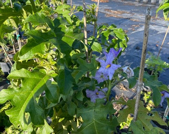 Solanum Blue Star Potato Tree