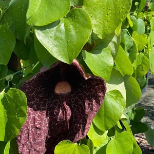 Giant Dutchman&#39;s Pipe