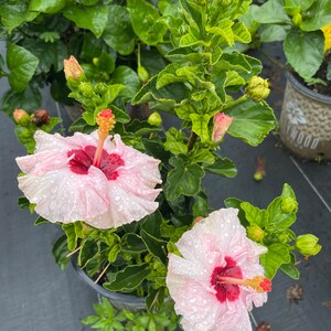 Pink Hollywood hibiscus plant