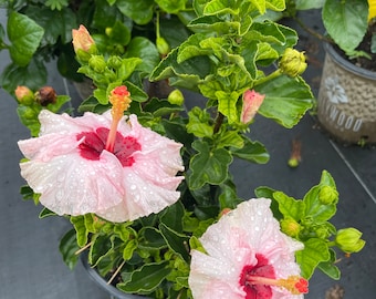 May include: A pink hibiscus plant with two large pink flowers with red centers. The flowers have water droplets on them. The plant is in a brown pot.