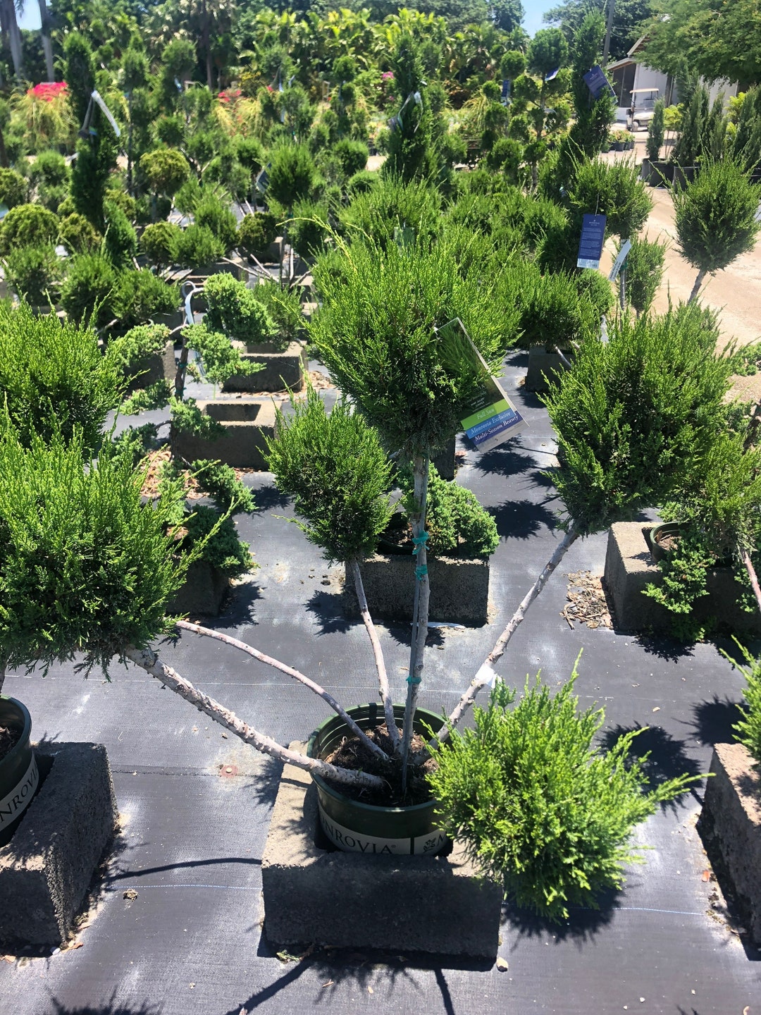 LARGE Juniper Sphere Pom Pom SHIPPING Included Etsy