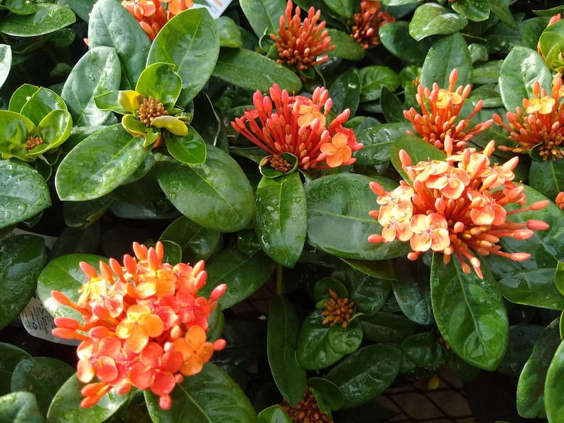 Maui Red Ixora - Etsy