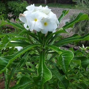 Plumeria Pudica (Bridal Bouquet)