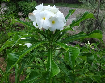 Plumeria Pudica (Bridal Bouquet)